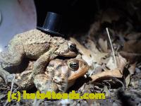 /home//u458753944/public_html/sourcegallery/////////////////////////////////////////////Roxborough Toad Detour/2013-2019/2016/2016-03-31/P3310622.JPG